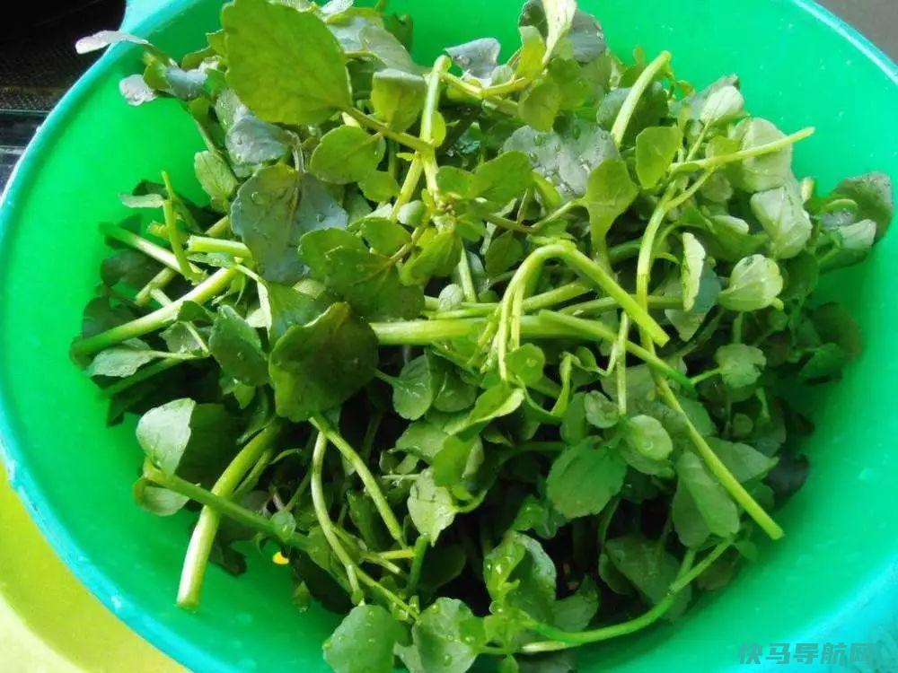 冬季，不吃此菜亏大了，气血足了，排出毒素，肝脏越来越