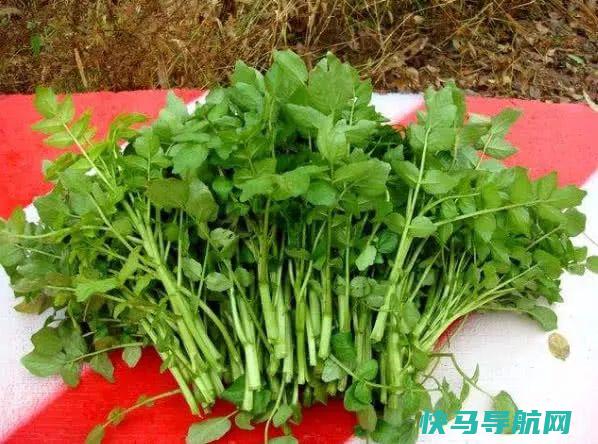 冬季，不吃此菜亏大了，气血足了，排出毒素，肝脏越来越