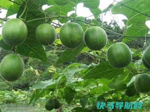 天然“止咳剂”找到了，冷天煮水喝，止咳祛痰，好过止咳药！