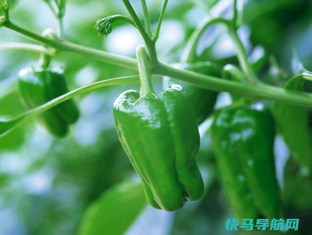 冬天来了就该多吃这个菜，不怕感冒，身体倍儿棒！