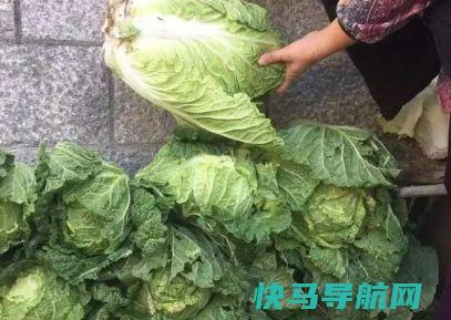 在家里的21天里，媳妇每天只给卷心菜。丈夫派朋友去投诉。朋友:满足吧