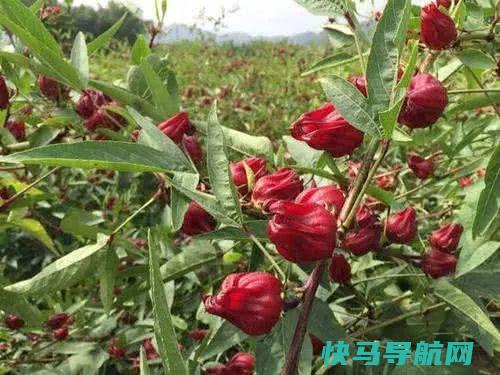 入秋后，常用此花泡水喝，软化血管，气血足了，脸色越来