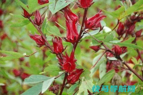 入秋后，常用此花泡水喝，软化血管，气血足了，脸色越来