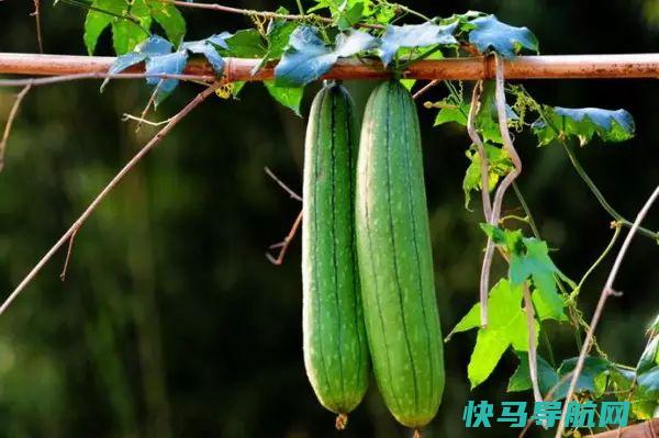 秋后吃三瓜，虫草都不如它！错过就太可惜了！