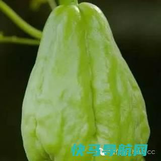 餐桌上的福寿瓜，别看长得奇怪，却能影响你的智力