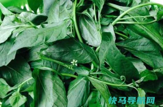 白花菜素炒做