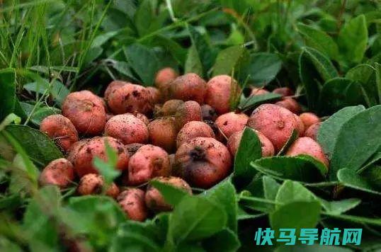山坡地上一红果儿很，十年前4元1斤，如今40元都