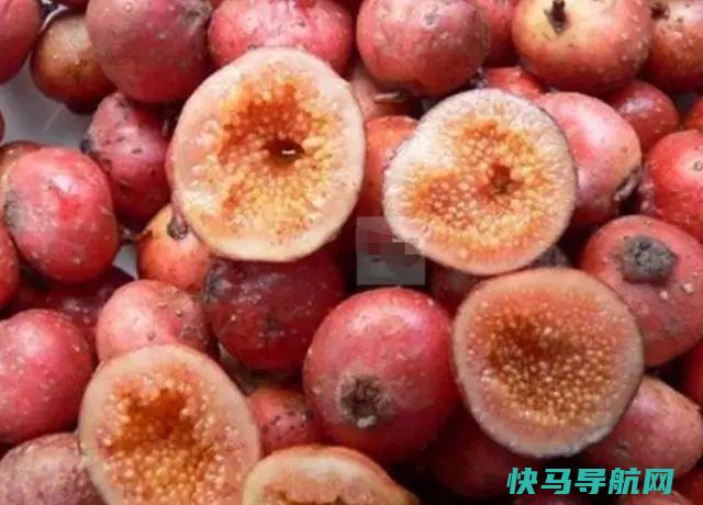 山坡地上一红果儿很，十年前4元1斤，如今40元都