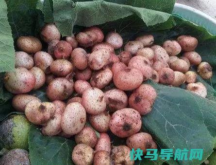 山坡地上一红果儿很，十年前4元1斤，如今40元都