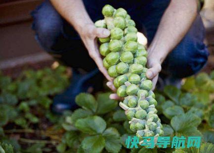 冬季，遇见此菜买10斤，，补钙质，，瘦胳膊