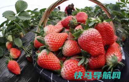 清洗草莓时，直接用水冲大错特错！教你三招，脏东西自己跑出来