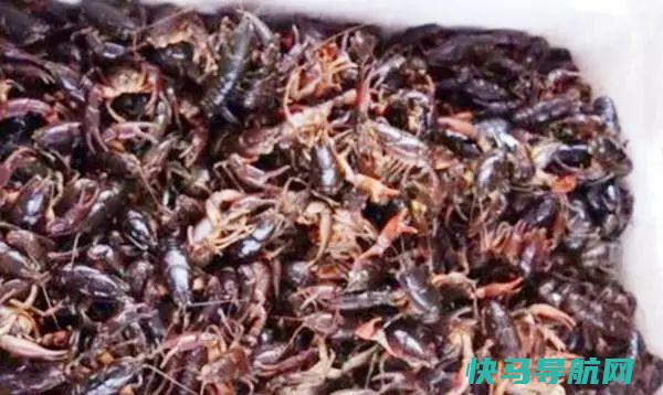 朋友寄来一箱“小龙虾”，个头太小嫌没肉，转送邻居后，差点绝交