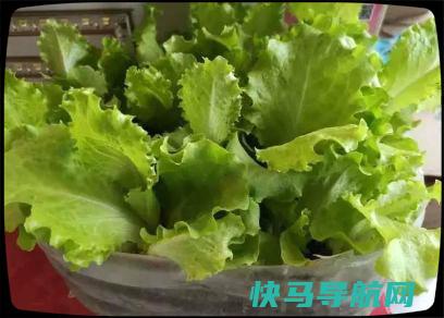 这菜过年要常吃，3分钟上桌，清肠刮油护眼睛，吃大鱼