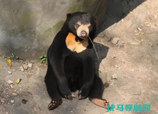 世界上最小的熊，马来熊又矮又小非常可爱