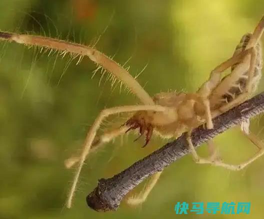 世界上最大的食人蛛，骆驼蜘蛛可吞下3倍自重的猎
