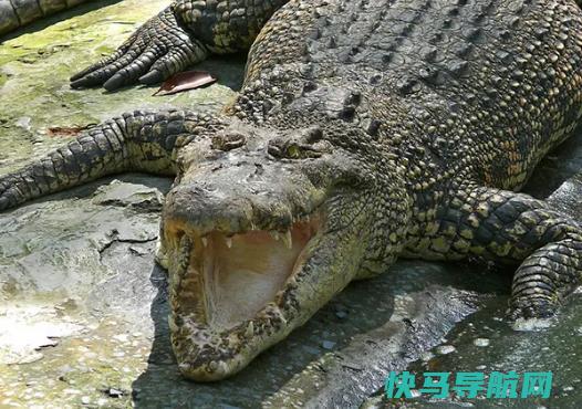 世界上最大的，湾鳄体长可以达到5米