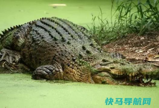 世界上最大的，湾鳄体长可以达到5米