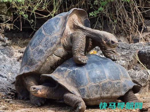 世界上最大的陆生乌龟，象龟最大可重375kg