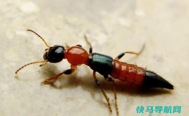 为什么床上会有隐翅虫，4点原因(隐翅虫跟飞蛾一样喜欢亮的地方)