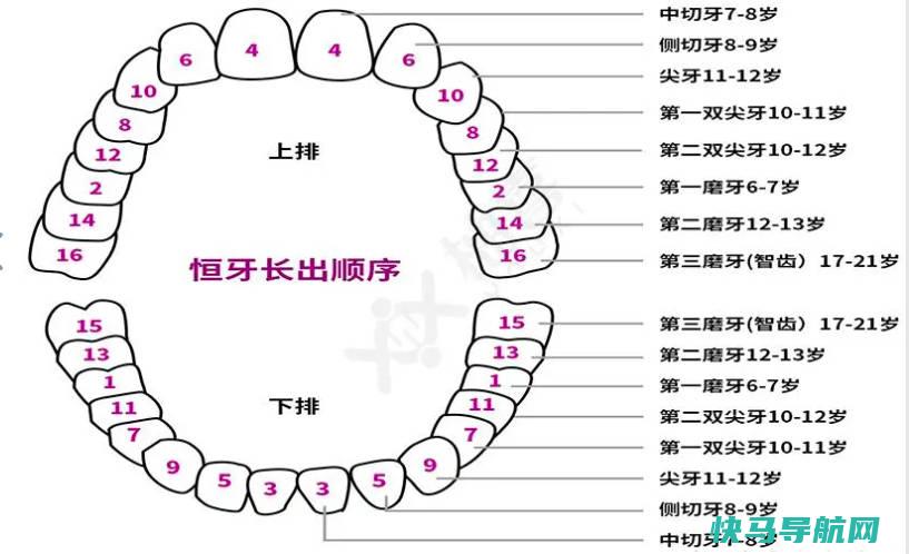 换牙齿的顺序和年龄图，由中间向两边，先下颌后上颌的（孩子长双排牙的原因）