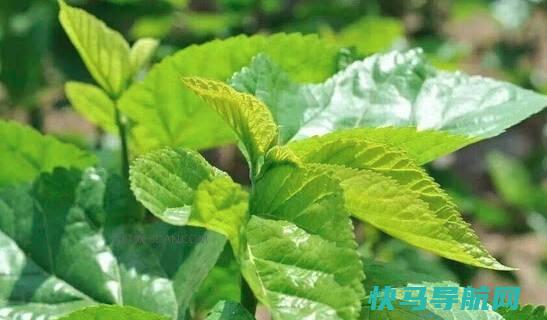 桑叶泡水喝有什么功效和作用，消炎、降血压（7岁以上小孩可以适量喝）