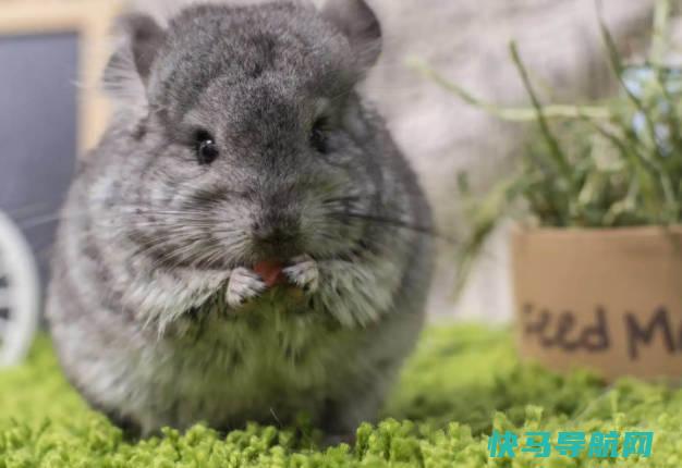龙猫多少钱一只，500元到5000元左右（标准灰最便宜纯白龙猫最贵）