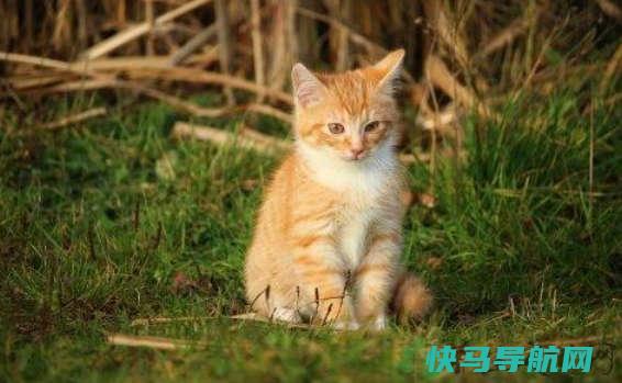 被猫抓了怎么判断没事，是否出血，有无发病等状况（3个观察法有效判断）