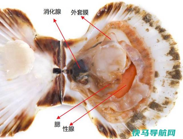扇贝肉怎么处理干净，图解清洗内脏黑东西
