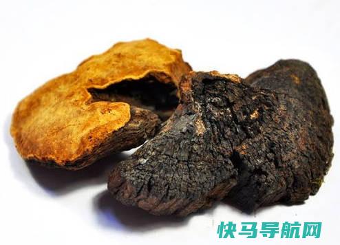 桑黄的价钱多少钱合理，100-5000元不等（桑黄的功效与作用）