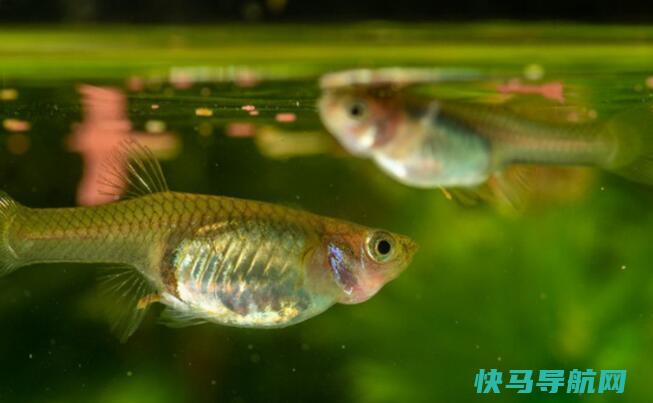 怎么判断鱼饿了，将头伸出水面吐泡泡(看到人反应很大)