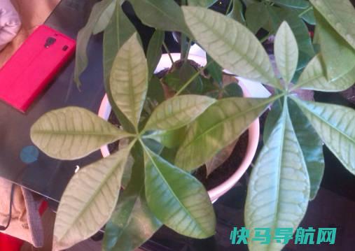 发财树的叶子发黄干枯掉落什么原因，营养失调（解决方法）