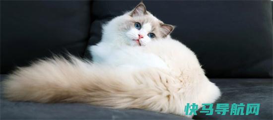 布偶猫价格多少钱一只，纯种的最低2000一只(混血的500元就行)