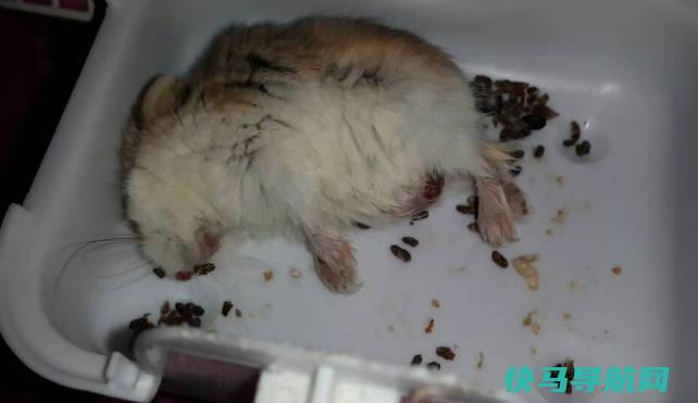 仓鼠快死的七种表现，视力下降、呼吸急促、食欲丧失（饲养仓鼠的禁忌）