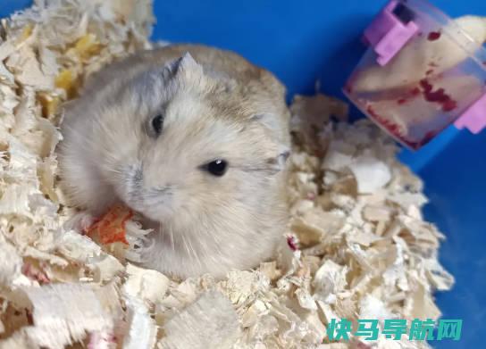 仓鼠快死的七种表现，死前征兆（精神萎靡代表快死了）