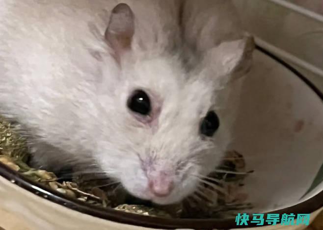 仓鼠爆了怎么办图片