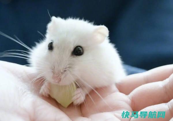 仓鼠爆了怎么办图片