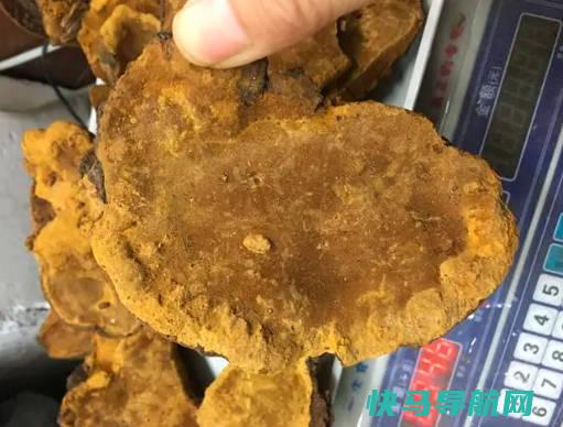 桑黄的价格多少钱一斤，50年的桑黄要卖万元以上（桑黄泡水喝的七大禁忌）