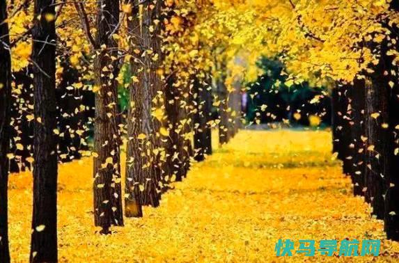 你喜欢银杏吗什么意思，向心爱的人表白(表白网络用语)
