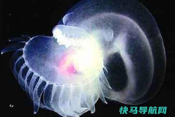 哪个动物没有心脏，水母、扇贝、田螺、章鱼等动物