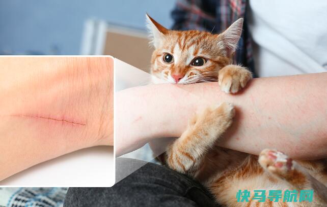 猫抓了一下出了点血要打疫苗吗，需要(狂犬病潜伏期很长)