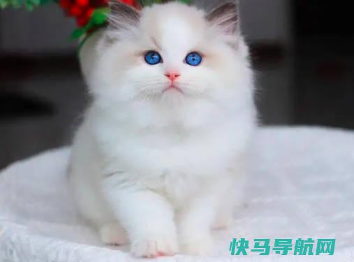 布偶猫价格多少钱一只，4000元起每只（品质越好价格越高）