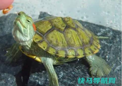 绿壳小乌龟怎么养，获得足够的紫外线照射（养龟的十大禁忌）