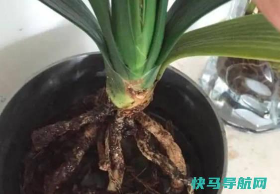 君子兰烂根怎么补救，4招教你救回（常见原因及预防方法）