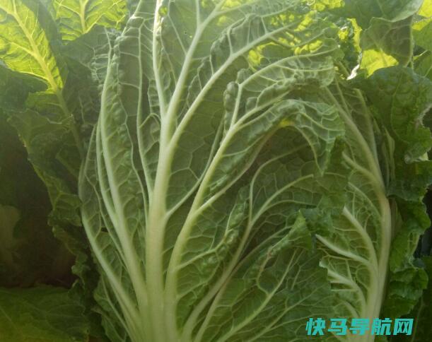 做辣白菜用什么辣椒面最好辣白菜的具体做法