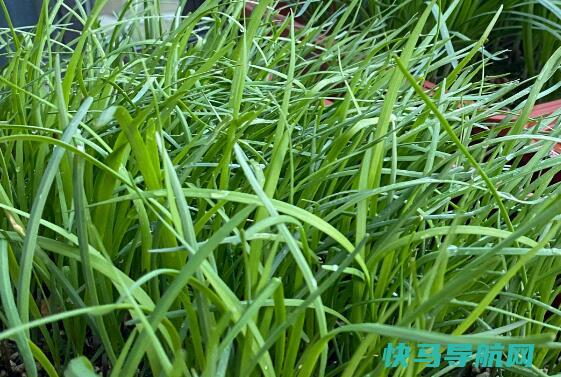 处暑能种芹菜吗？处暑种芹菜晚不晚？