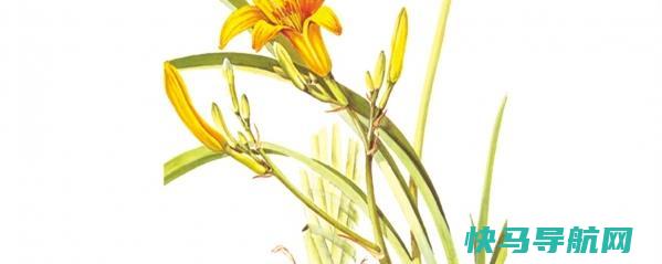 孕妇可以吃黄花菜吗