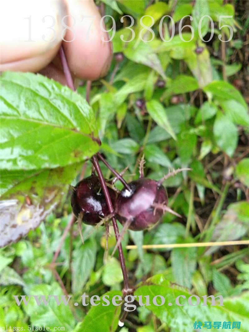 红果参叶茶的功效与作用