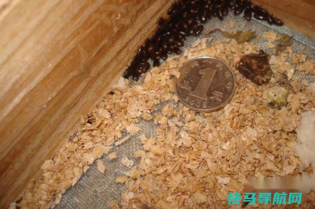 洋虫长什么样？它的功效和作用又是啥？